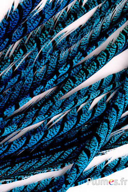 Fasan Lady Armherst - 75-85 cm - türkis